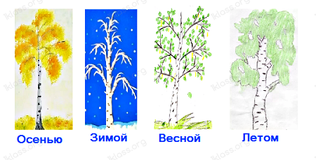 Уроки рисования березы