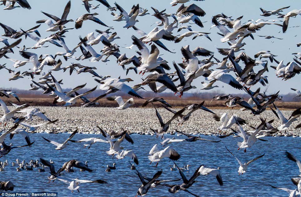 Перелетные птицы явление природы. Миграция птиц. Стая птиц. Много птиц. Стая перелетных птиц.