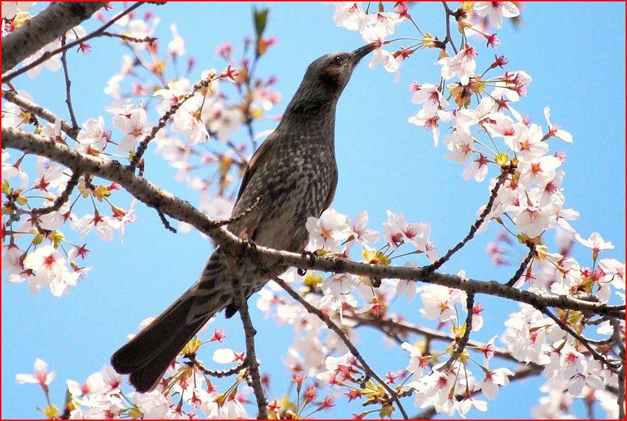 Птицы весной фото