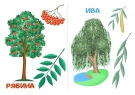 Осина дерево лист плод