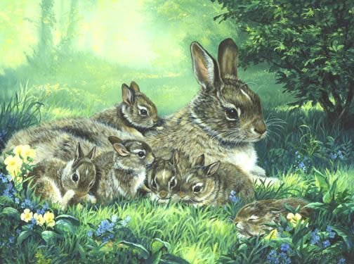 Зайцеобразные Русак