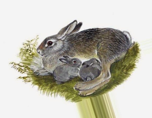 Заяц Русак Детеныши