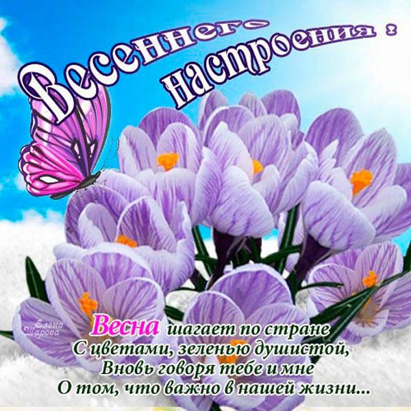 Подснежники с пожеланиями