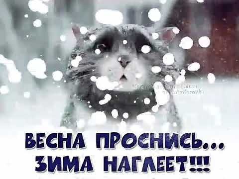 Кот Филимон Выборгский