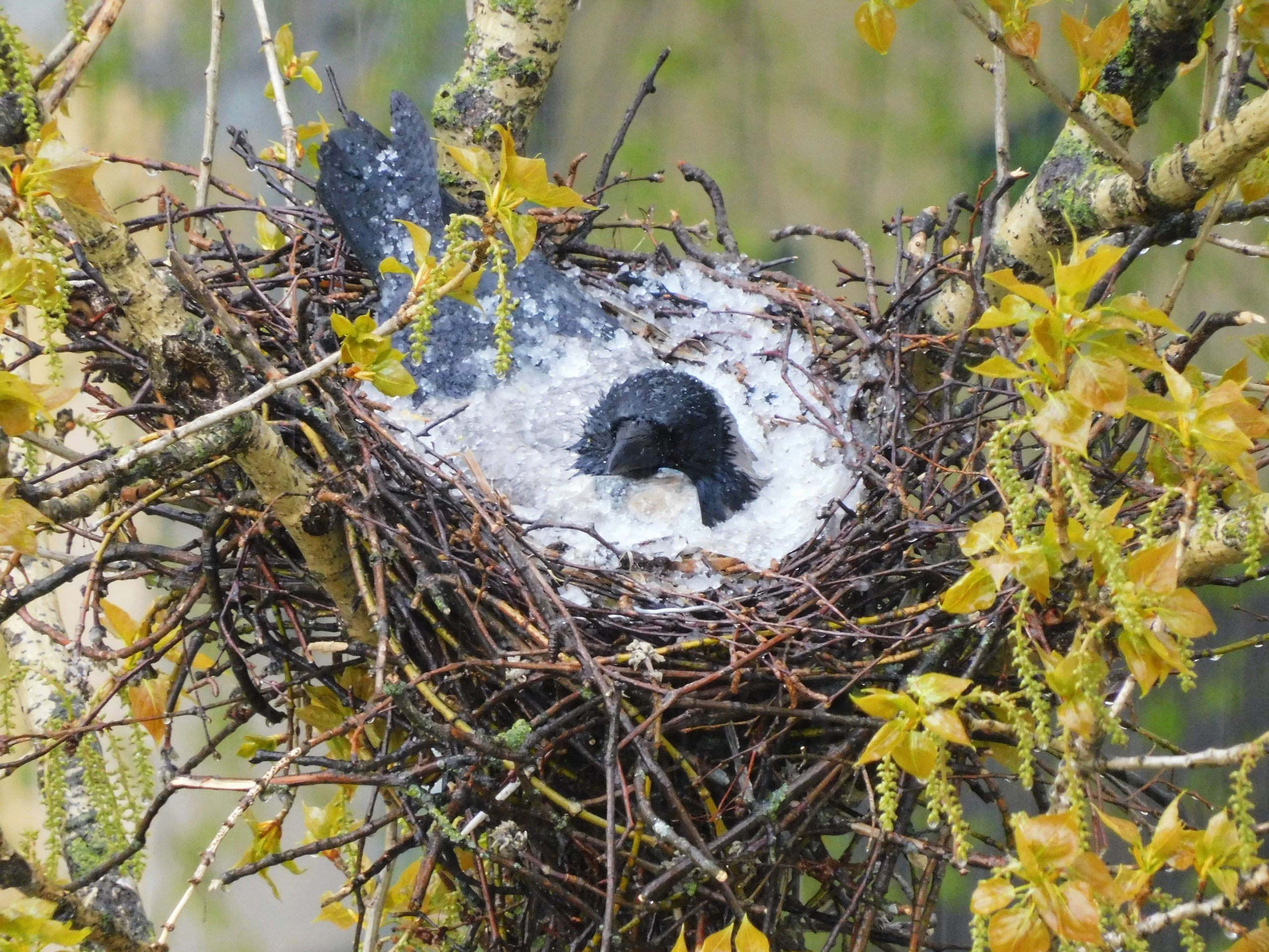 Весной птицы вьют гнезда. Гнездо вьюрка. Ворона на гнезде высиживает яйца. Воронье гнездо с птенцами. Гнездо вороны Воронье гнездо.