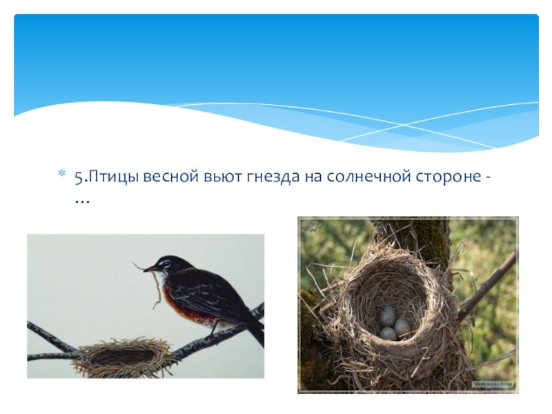 Птичка гнезда не вьет праздник 2024. Птицы вьют гнезда весной. Птицы вьют гнезда на солнечной стороне. Вить гнездо. Птицы весной перелетные вьет гнездо.