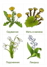 Первоцветы карточки для детей