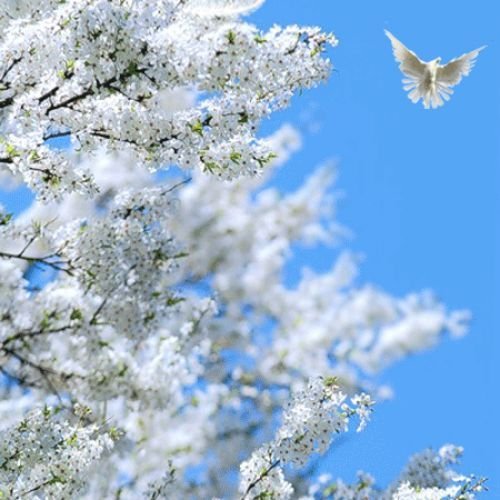 Картинки мирная весна (62 фото)