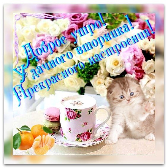 Доброе утро удачного вторника и хорошего настроения