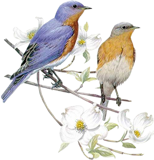 Весенние птицы на белом фоне