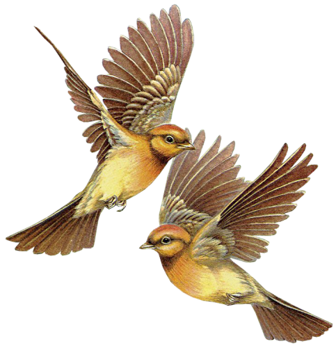 Весенний клипарт на прозрачном фоне