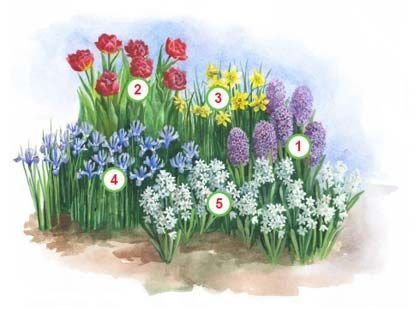 Альпийская горка тюльпан Нарцисс Крокус