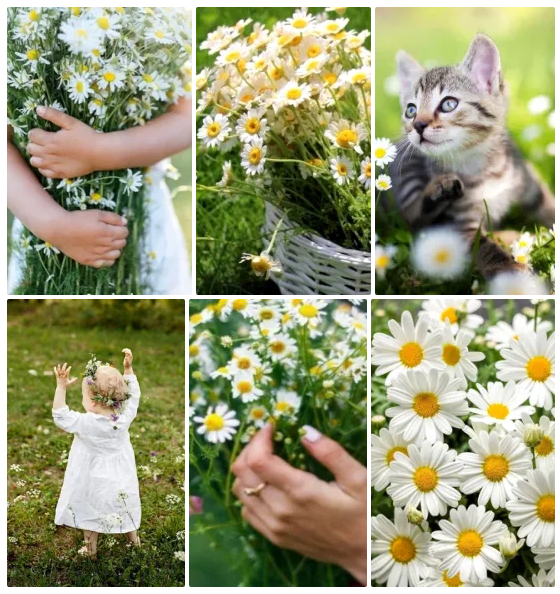 А выход из весны один в Ромашковое лето