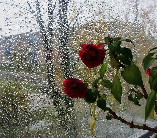 Цветы на окне и дождь