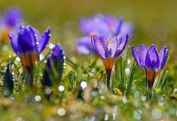 Весна Пробуждение природы