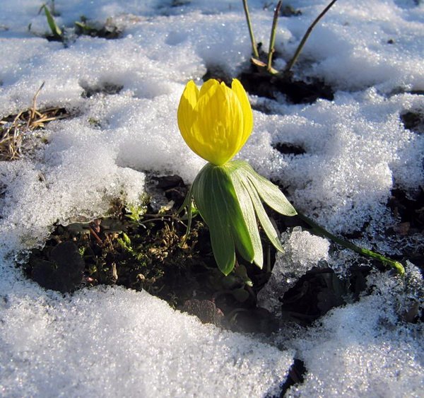 Пробуждение весны