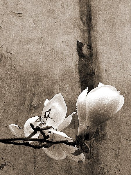 Красивая ветка