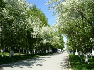 Природа весной в городе