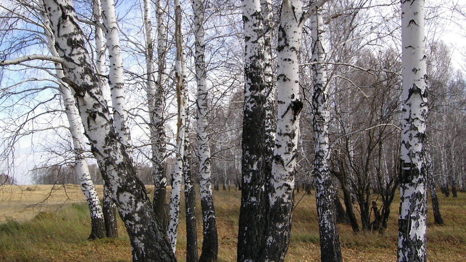 Картинка березы