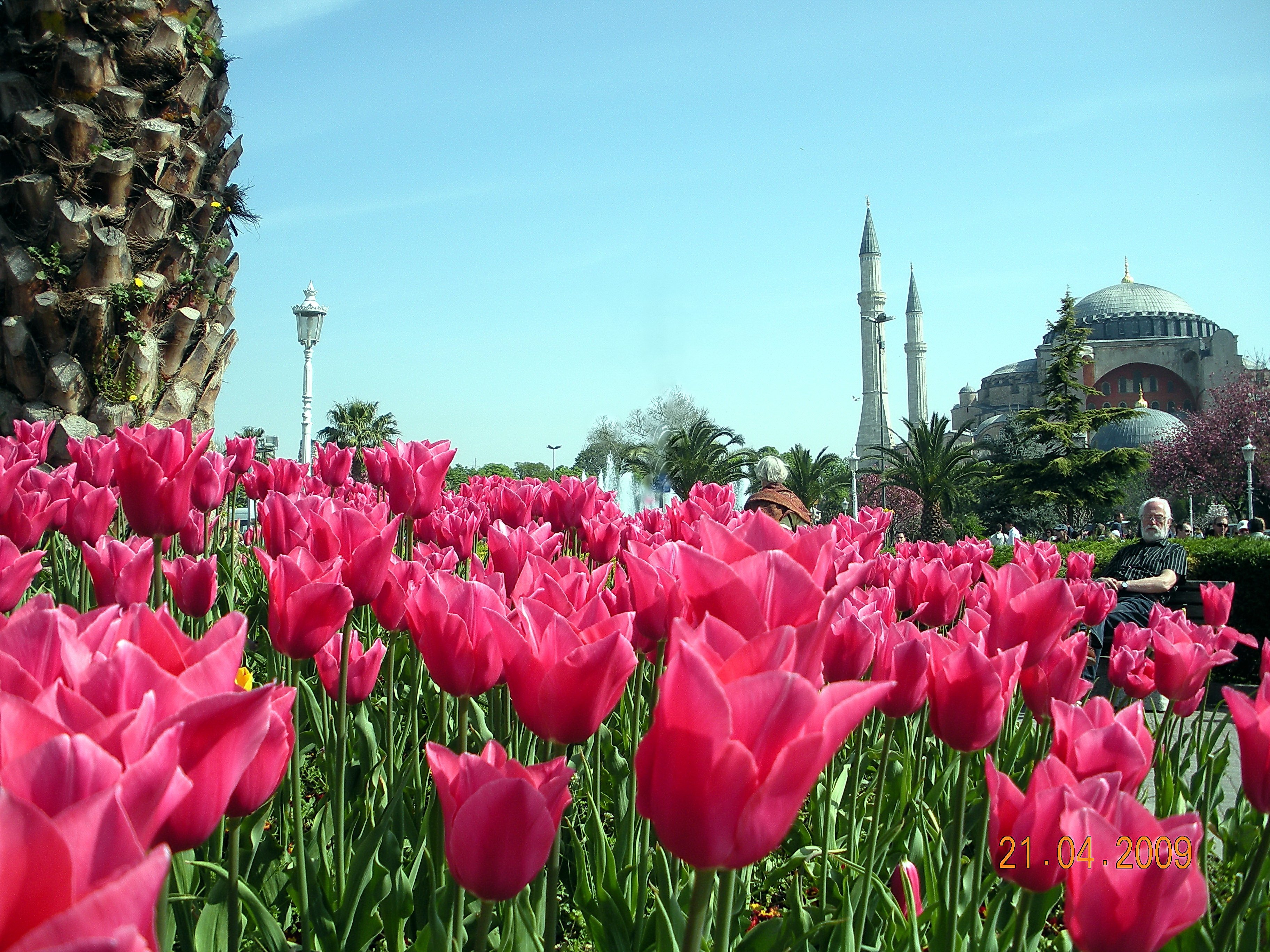 Туры в стамбул в мае. Султанахмет Стамбул тюльпаны. Султанахмет фестиваль тюльпанов. Стамбул фестиваль тюльпанов Султанахмет. Стамбульский фестиваль тюльпанов в Турции.