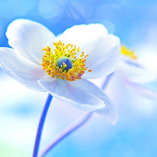 Желто голубые цветы