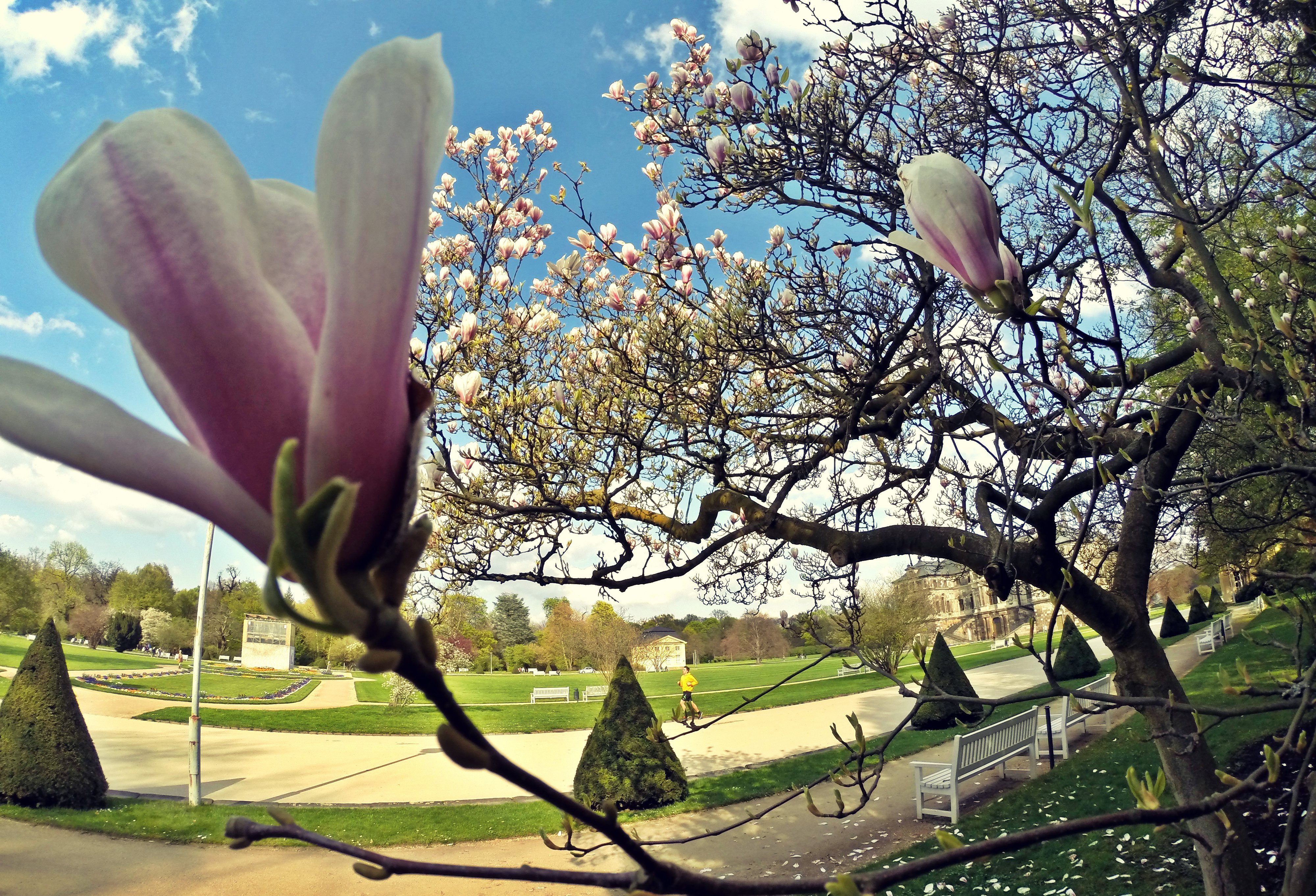 Красивое название весны. Магнолия тюльпановое дерево. Нью-Йорк Цветущая Магнолия. Германия аллея магнолии. Парк магнолий США.