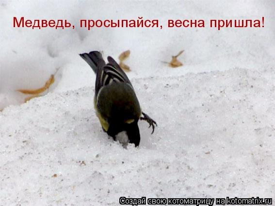 Котики идут друг за другом