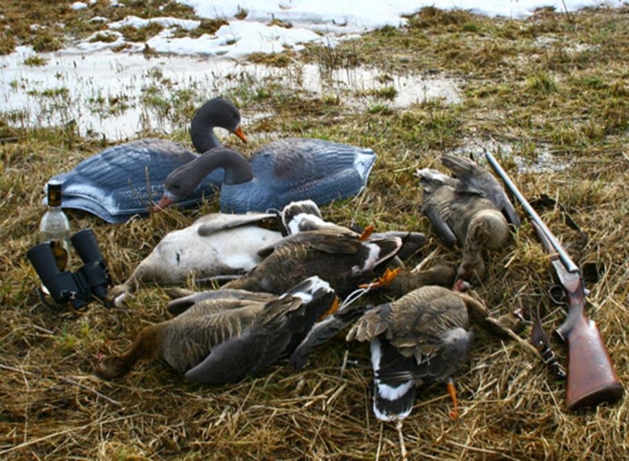 Весенний селезень на охоте мц2001. Весенняя охота на гуся на болоте. Весенняя охота на селезня гуся.