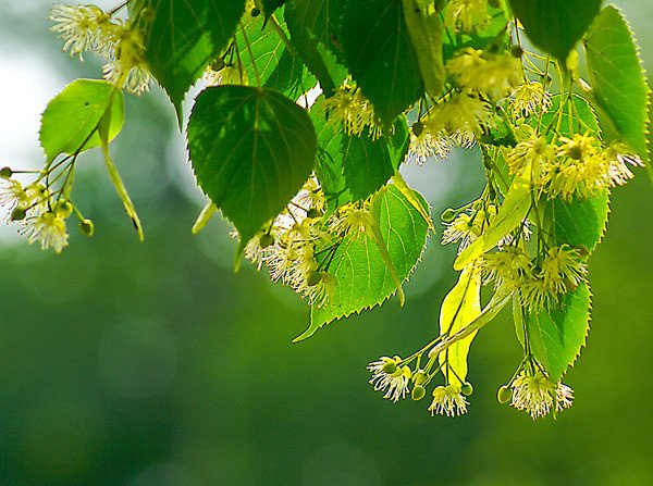 Липа Крымская цветение