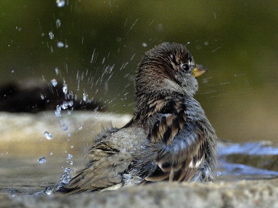 Картинки воробьи в луже весной (68 фото)