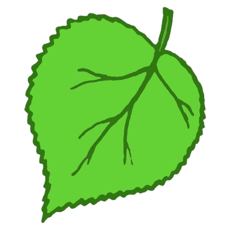 Ветка берёзы на прозрачном фоне