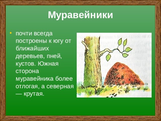 Рассмотрите дерево поближе и вы заметите. Муравейник. Муравейники располагаются с Южной стороны деревьев, пней и кустов.. Муравейник для детей. Ориентирование по муравейнику.