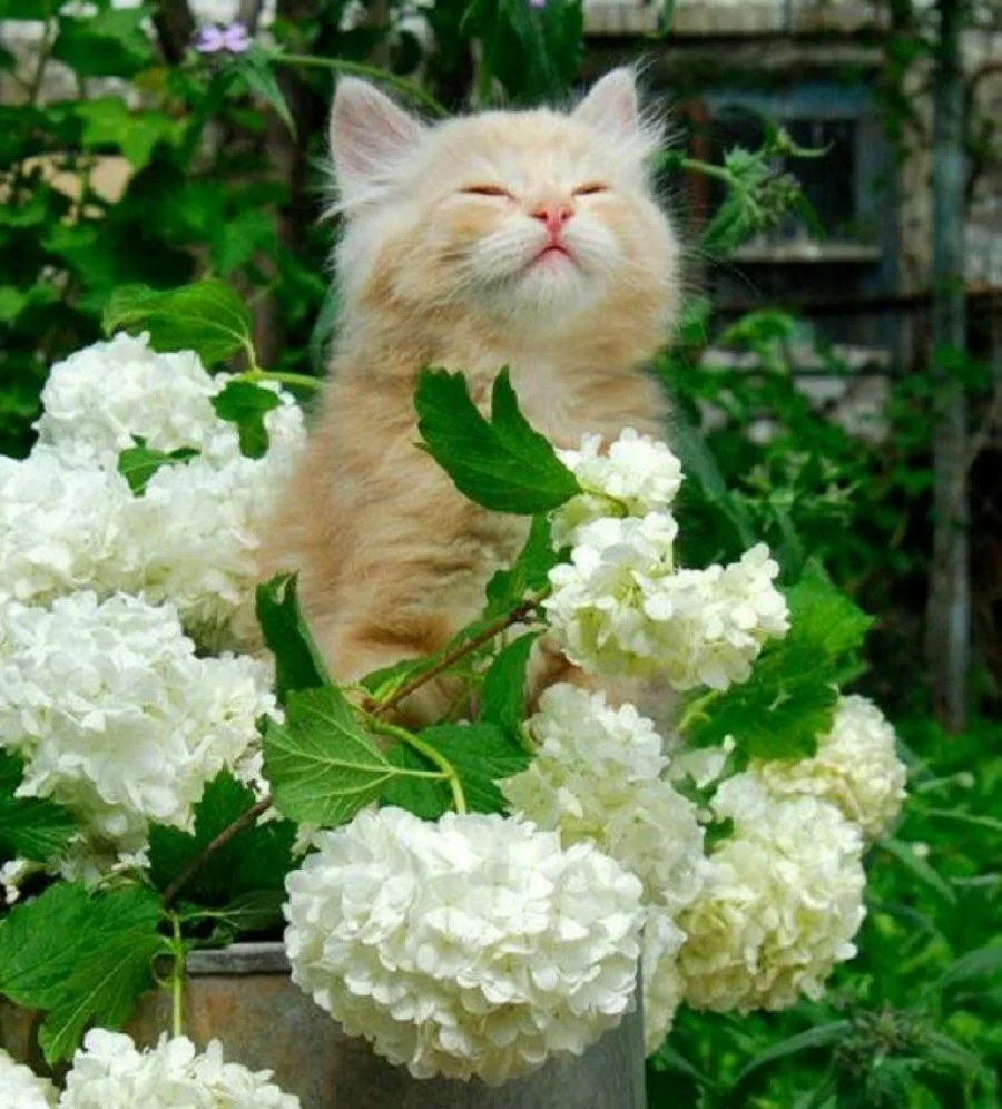 Кот и цветы. Весенние котята. Кошка в цветах. Чувствуешь запах лета