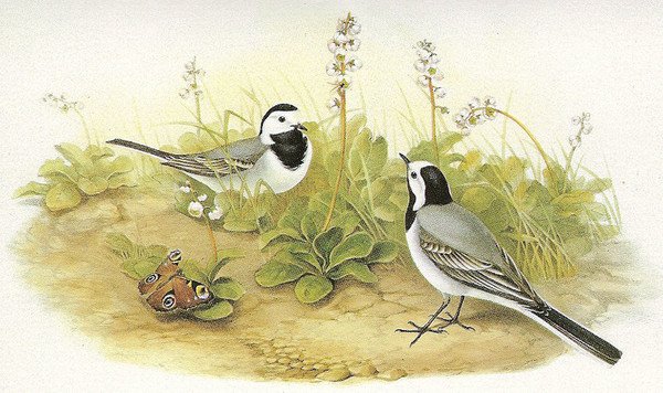 Белая трясогузка осенью