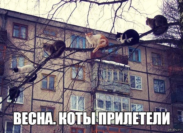 Весна пришла коты прилетели