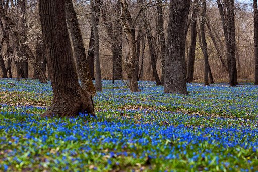 Поляна первоцветов в Знаменке Тамбовской