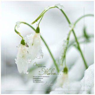 Весна шепнет тебе живи