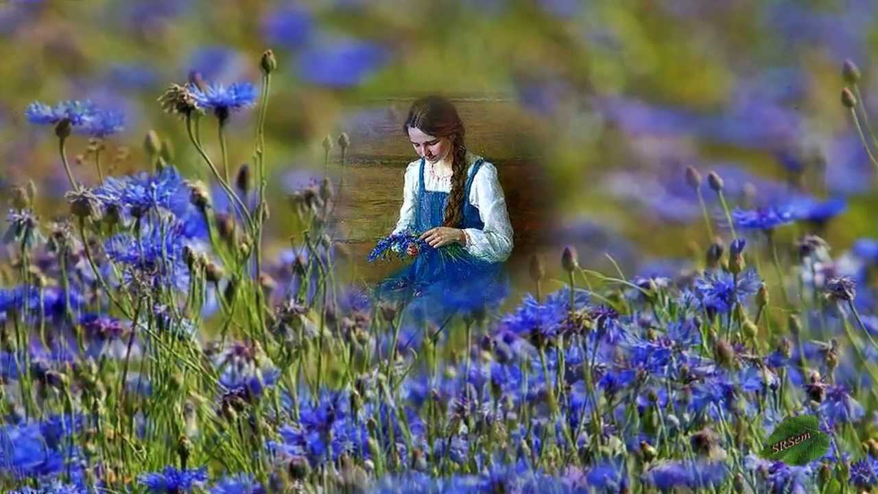 Песню небо голубое поле. Синие полевые цветы. Синие цветы в поле. Васильки полевые.