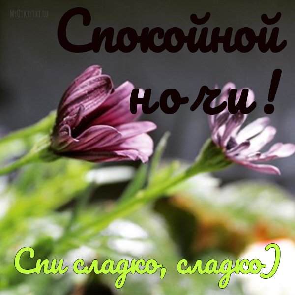 Спокойной ночи сладких снов