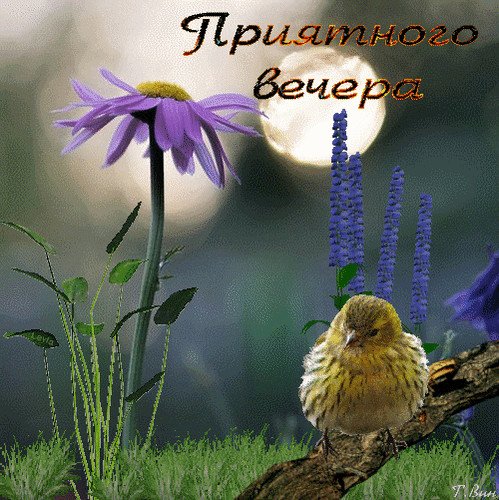 Добрый вечер с птицами