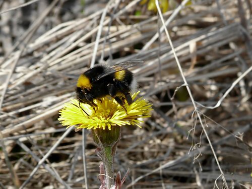 Весенние бабочки