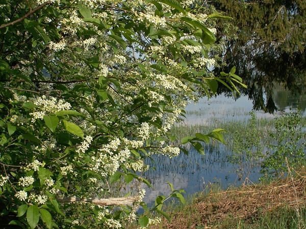 Цветущая черемуха Коми