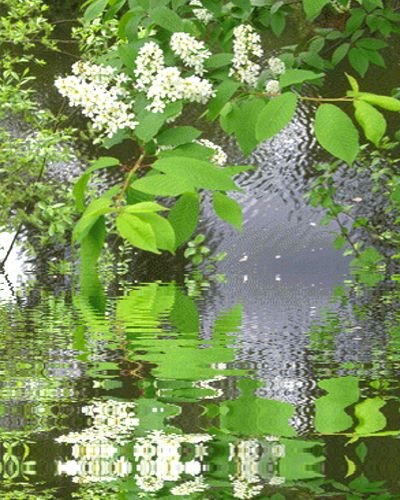 Черёмуха душистая