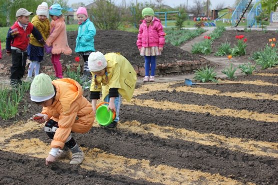 Труд в огороде в детском саду