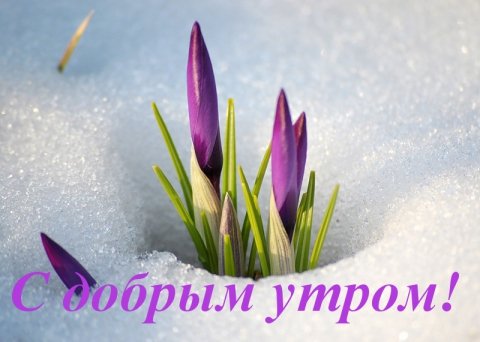 Желтые тюльпаны на снегу