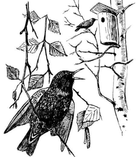 Соловухин о скворцах иллюстрация