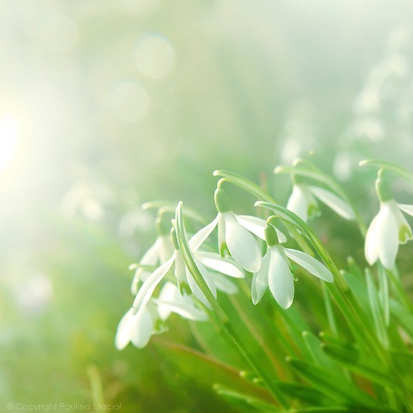 Нежный фон с цветами