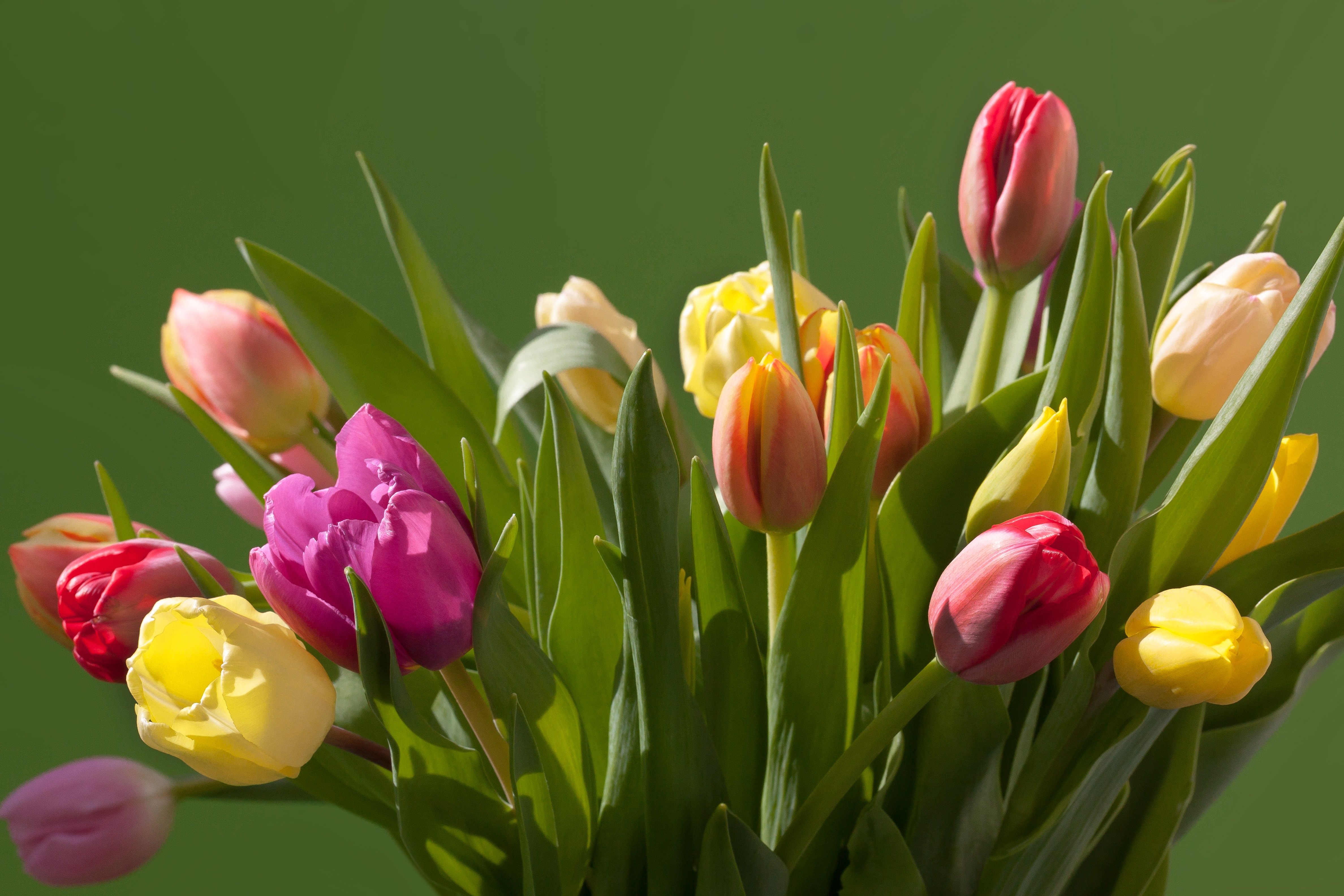 Весенние тюльпаны картинки красивые. Тюльпан Денмарк. Тюльпан букетный. Весенний букет тюльпанов. Шикарные тюльпаны.
