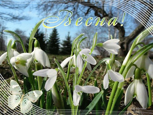 Весеннего настроения подснежники