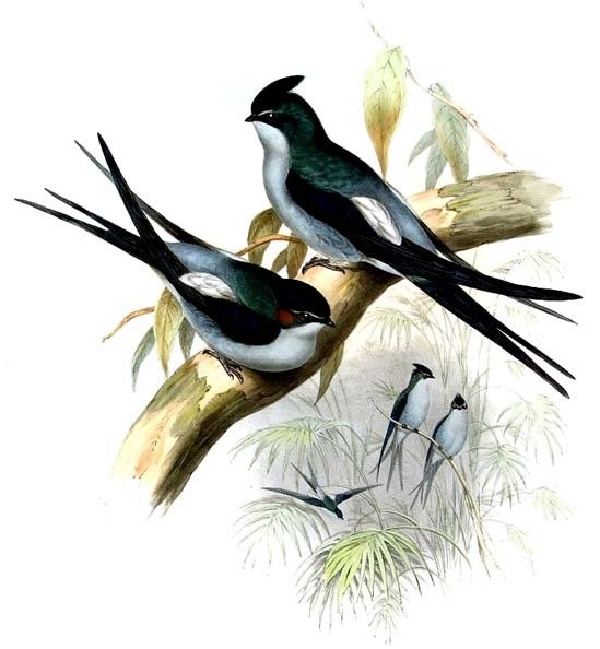 Чарльз Войси ласточки